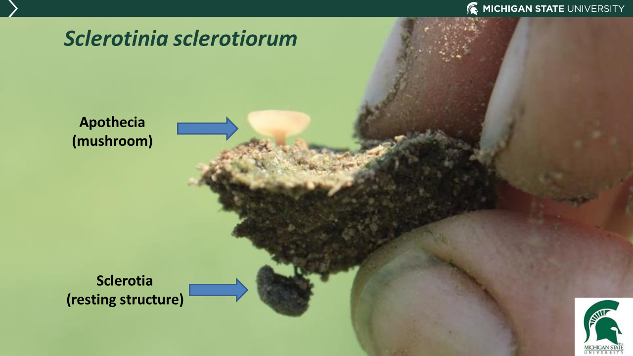 Close up of the sclerotia of the white mold fungus.